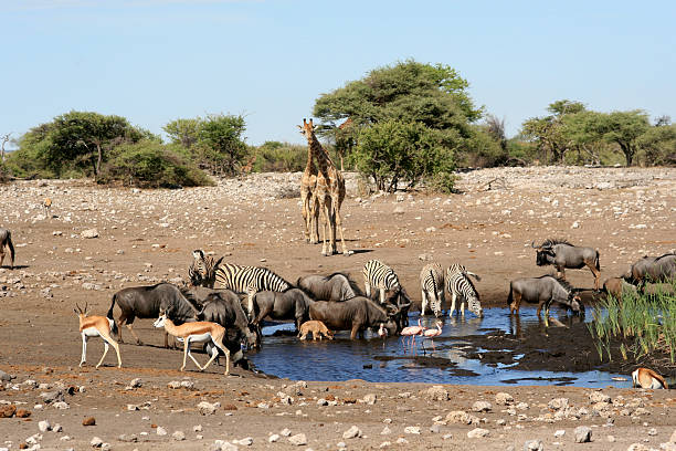 African Animals At A Water Hole Stock Photo - Download Image Now