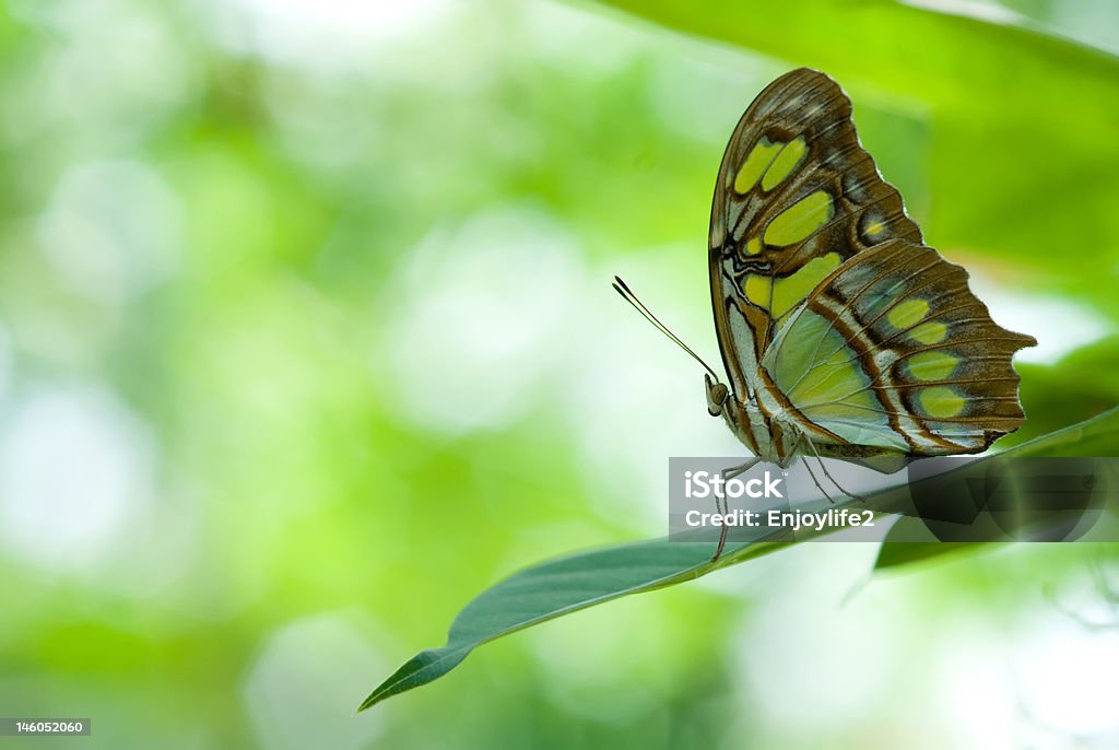 Wunderschönen Schmetterling - Lizenzfrei Ausmalen Stock-Foto