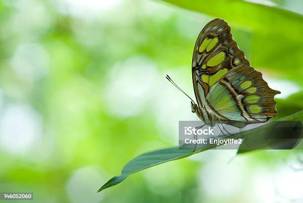 Wunderschönen Schmetterling Stockfoto und mehr Bilder von Ausmalen - Ausmalen, Bunt - Farbton, Extreme Nahaufnahme