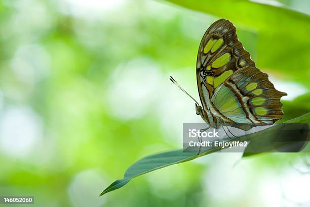 Hermosa Mariposa Foto de stock y más banco de imágenes de Aire libre - Aire libre, Ala de animal, Antena - Parte del cuerpo animal