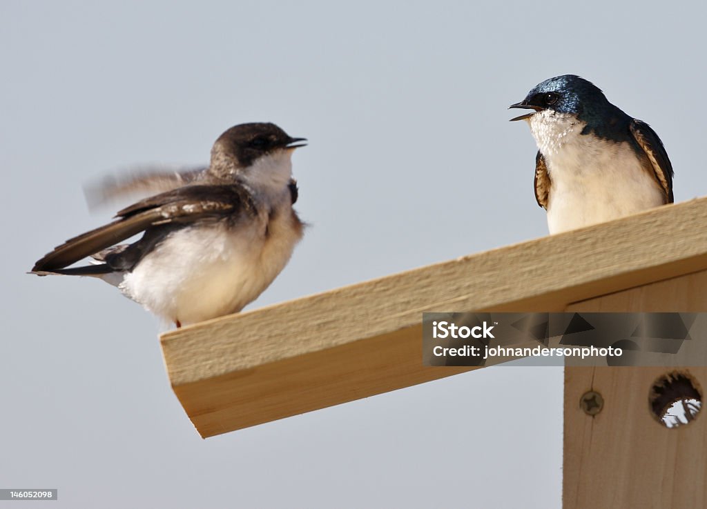 Rondine arboricola bicolore (iridoprone bicolore - Foto stock royalty-free di Accoppiamento animale