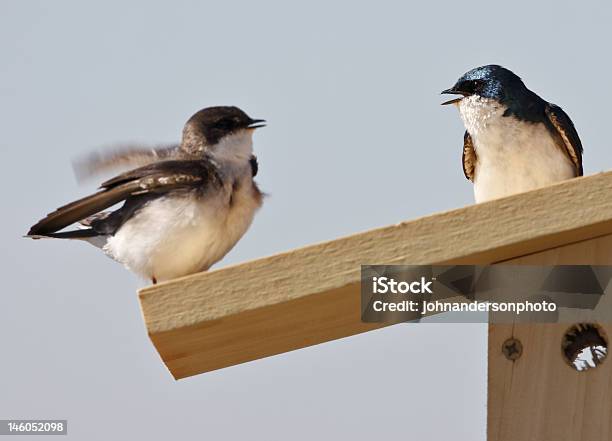 Rondine Arboricola Bicolore Iridoprone Bicolore - Fotografie stock e altre immagini di Accoppiamento animale - Accoppiamento animale, Ala di animale, Ambientazione esterna