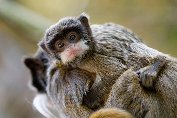cute baby emperor tamarin (Saguinus imperator)