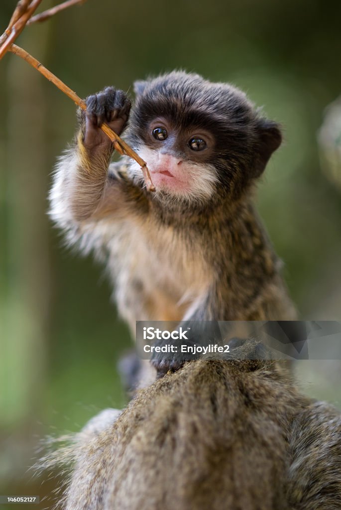 A baby emperor tamarin monkey plays with a tree branch cute baby emperor tamarin (Saguinus imperator) Amazon Rainforest Stock Photo
