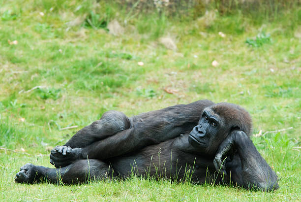 kobieta gorilla - gorilla zoo animal silverback gorilla zdjęcia i obrazy z banku zdjęć