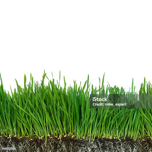 Isolated Roots Stock Photo - Download Image Now - Agricultural Field, Agriculture, Backgrounds