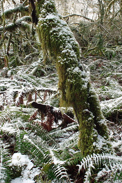 Silver Falls bosque de invierno - foto de stock