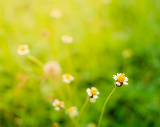 The background image of the grass flower has been adjusted to look saturated. and there is a flar of light stock photo