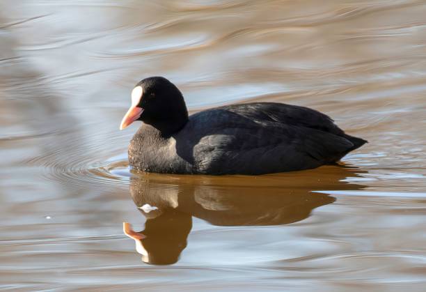 istock Eurasian coot in a lake 1460526155