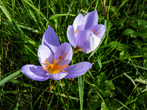 Details of two autumn crocuses (Colchicum autumnale) in the green grass. Autumn background