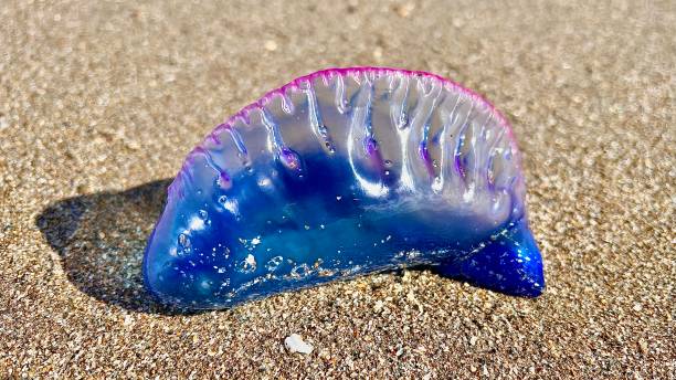 istock Portuguese man o' war on the sand 1460526594