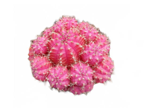 istock Pink Moon Cactus isolated on white. Gymnocalycium mihanovichii 1460526721