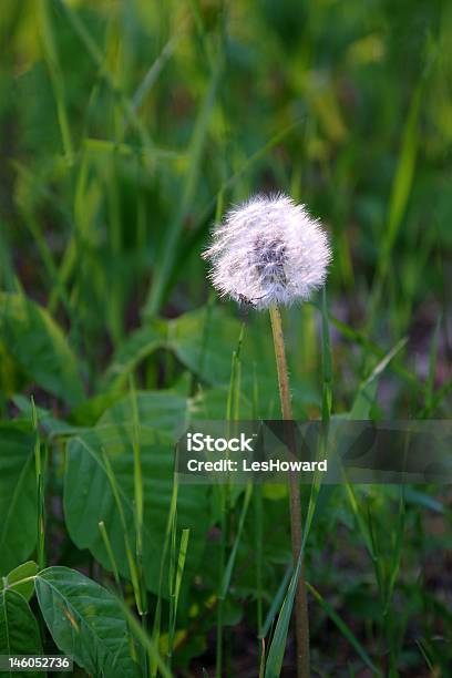 Dandelion Seedling Stock Photo - Download Image Now - Beauty, Beauty In Nature, Canada