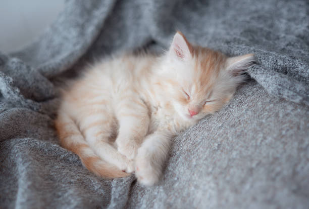 istock Cute tabby kitten sleep on soft blanket. Cats rest napping on bed. Comfortable pets sleep at cozy home. 1460527581