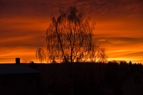 Evening tree stock photo