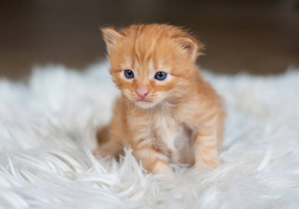istock Playful red kitten on a white background . funniest photo 1460528050