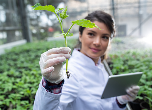 Pretty young woman agronomist looking at cucumber seedling and holding tablet in greenhouse. Plant protection industry