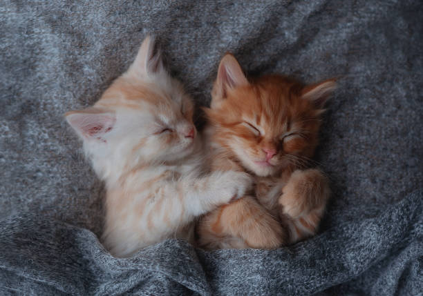 istock Ginger kitten on couch under knitted blanket. Two cats cuddling and hugging. Domestic animal. Sleep and cozy nap time. Home pet. Young kittens. Cute funny cats at home. 1460528097