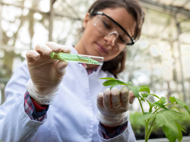 Woman agronomist doing experiment on seedling in greenhouse stock photo