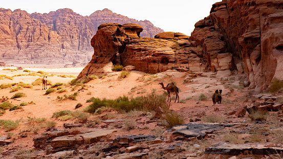 A camel stands in front of a sandstone cliff in a desert landscape in Saudi Arabia