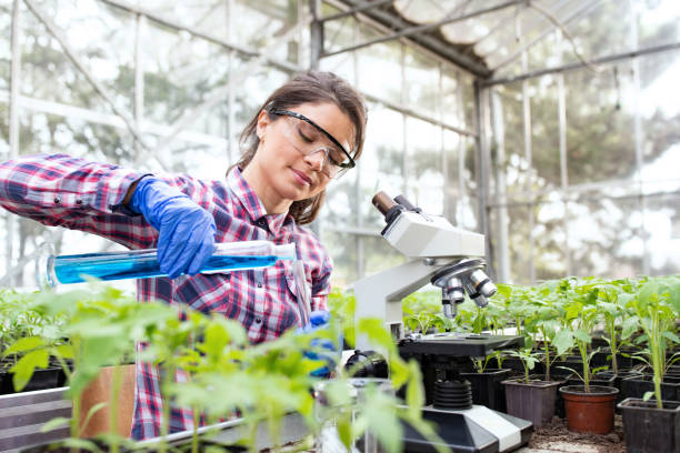 istock Woman agronomist doing experiment on seedling in greenhouse 1460528202
