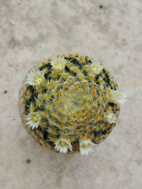 istock Mammillaria Schiedeana 1460529741