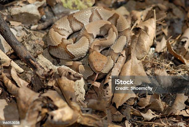 Kupferkopf Snake Stockfoto und mehr Bilder von Kupferkopf - Kupferkopf, Schlange - Kriechtier, Tarnung