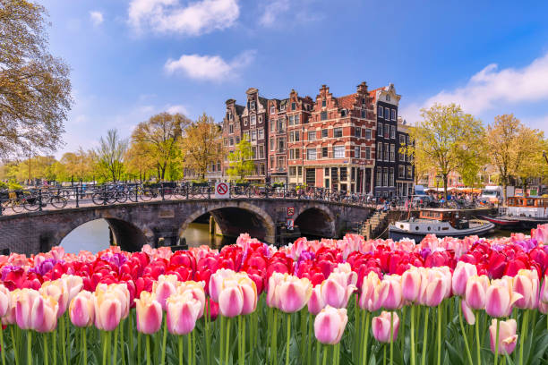 amsterdam netherlands, city skyline at canal waterfront with spring tulip flower - grachtenpand stockfoto's en -beelden