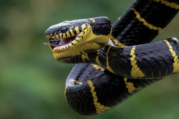 istock The gold-ringed cat snake in attacking position 1460530583