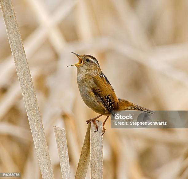 Photo libre de droit de Marsh Wren Chanter banque d'images et plus d'images libres de droit de Humour - Humour, Nature, Pousser un cri