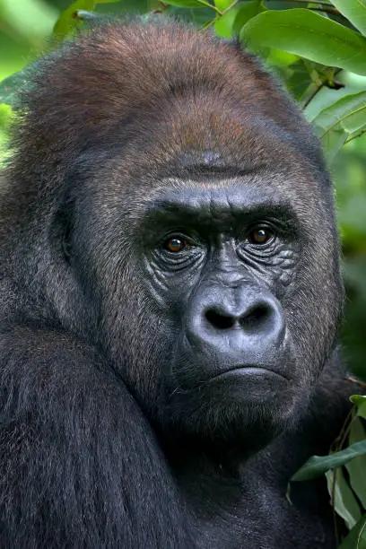 Photo of Lowland silverback gorilla in the forest