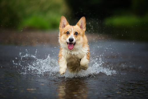 Corgi dog running on water in river a catching stick