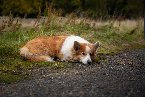 A tired Welsh Corgi Pembroke dog lies by the car and rests.