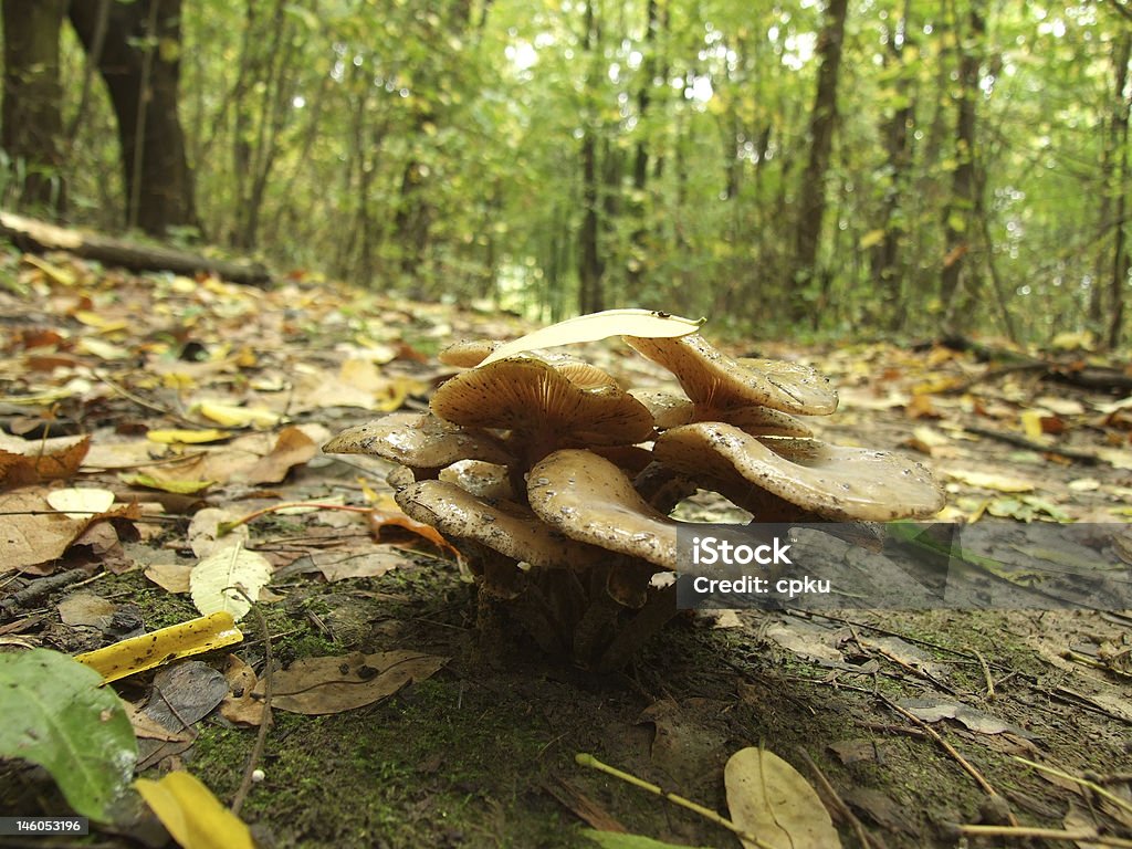 Yellow Mushrooms in Woods Close up, wery sharp, sunny autumn day... Autumn Stock Photo
