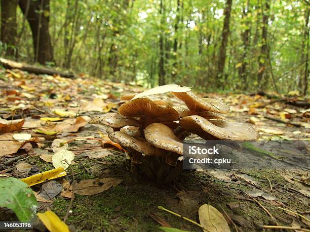 Yellow Mushrooms In Woods Stock Photo - Download Image Now - Autumn, Biology, Botany
