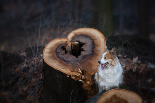 Pembroke Welsh Corgi dog stands on the trunk of a felled tree with a heart motif in the background