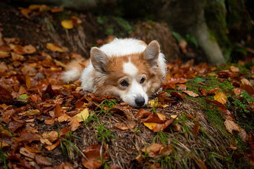 A tired and dirty Welsh Corgi Pembroke dog lies in its wet leaves and rests.