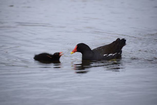 Moorhen Feeding A Chick A female moorhen feeding a chick while floating in a pond. moorhen bird water bird black stock pictures, royalty-free photos & images