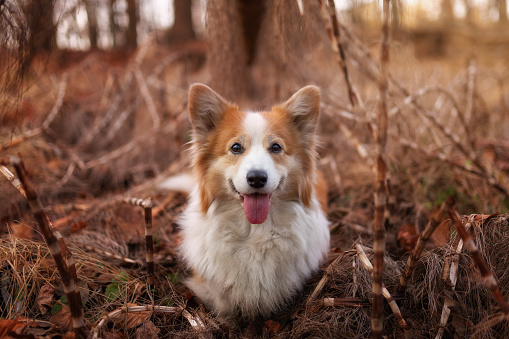 Corgi Pembroke dog posing for a photo in the autumn forest