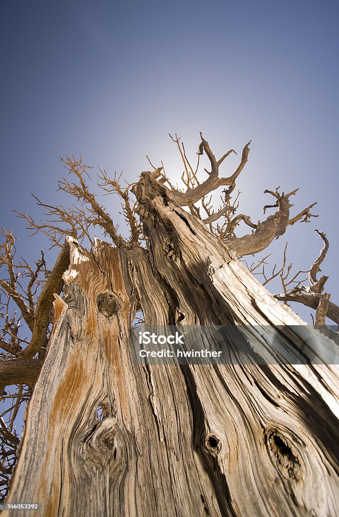 Bristlecone - Foto stock royalty-free di Alba - Crepuscolo