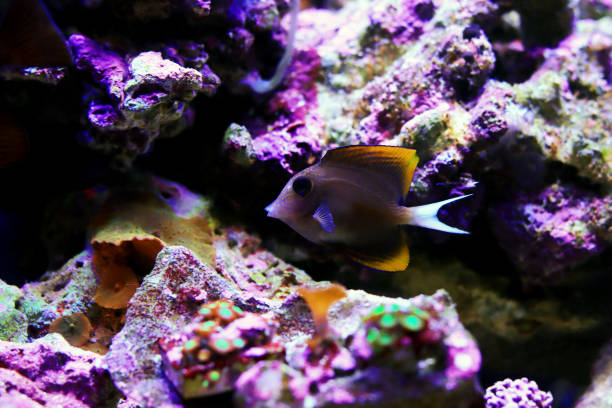 istock Tomini surgeonfish - Ctenochaetus tominiensis 1460534296
