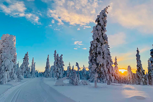 Frosty morning and sunrise in the snowy forest of Lapland.