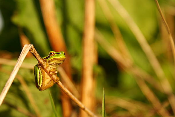 Tree Frog stock photo