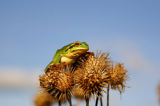 Tree Frog stock photo