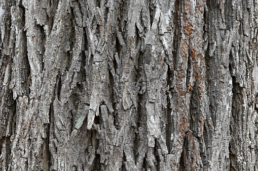 Close-up of shagbark hickory tree trunk (Carya ovata), horizontal. Washington, Connecticut.