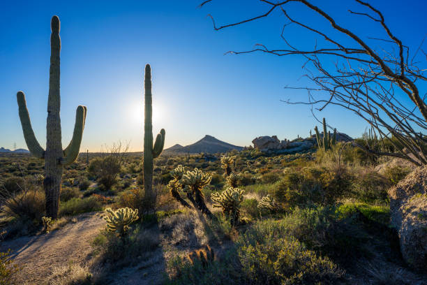 istock Sonoran Desert landscape on a clear day 1460535842