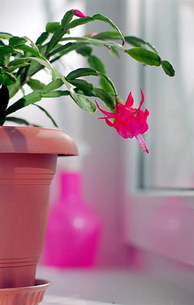 flowering zygocactus on window-sill flowering zygocactus on window-sill zygocactus truncatus stock pictures, royalty-free photos & images
