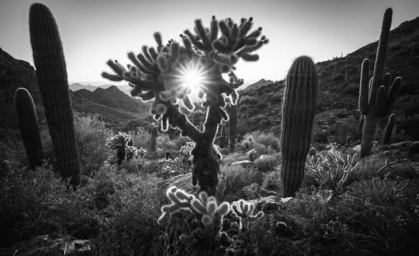 Sunset through teddy bear cholla cactus overlooking Scottsdale, AZ near Bell Pass in The McDowell Mountains stock photo