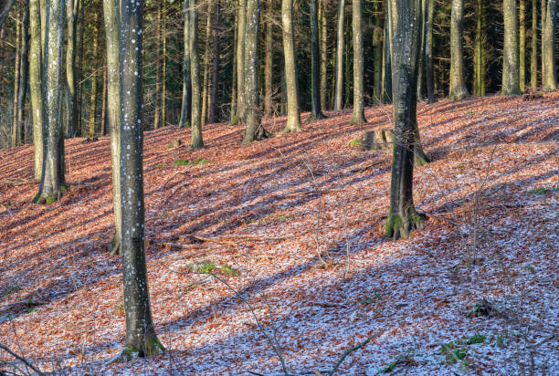 istock Winter dressed in snow and frost 1460536730