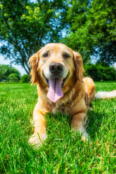 istock A cute Golden Retriever panting lying in the grass - 5 year Old 1460536984